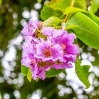 Lagerstroemia indica (Myrta krepová) ‘PETITE ORCHIDEE’ - kont. C2L, výška 30-50 cm (-15°C)
